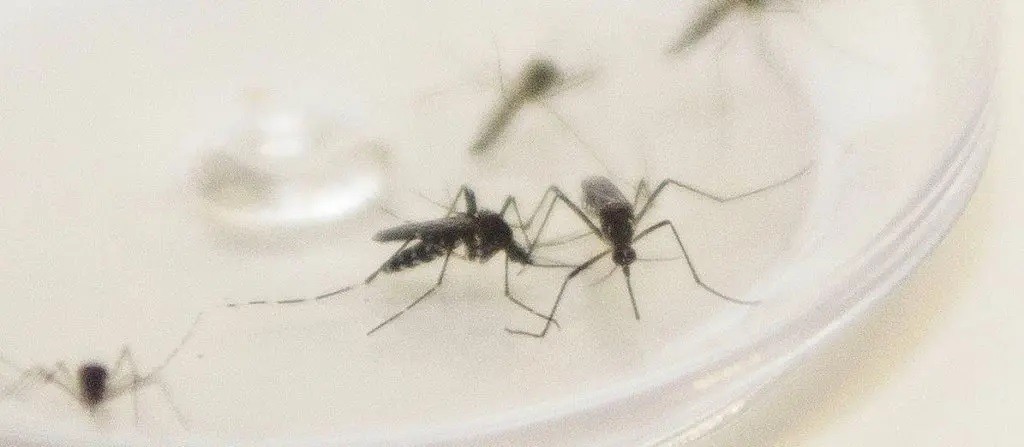 Maringá registra mais de mil casos de dengue em uma semana