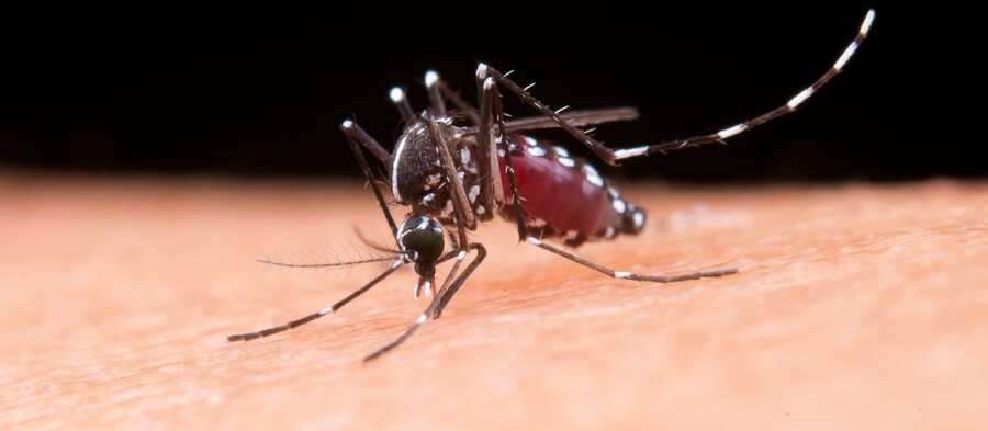 Sesa confirma mais sete mortes por dengue no Paraná