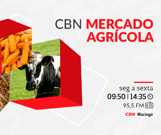 Boi em pé cotado a R$ 305,00 a arroba