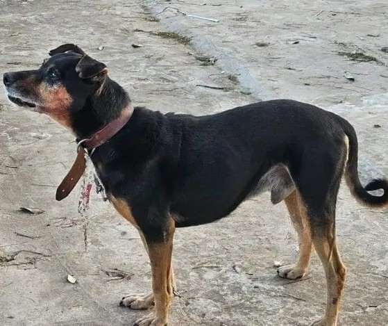 Idosa é atacada por cachorro e tem rosto desfigurado