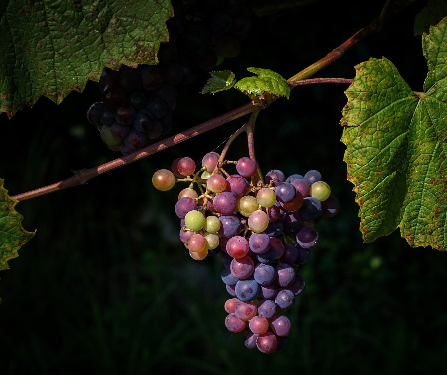 Artistas que resolveram entrar para o mundo dos vinhos