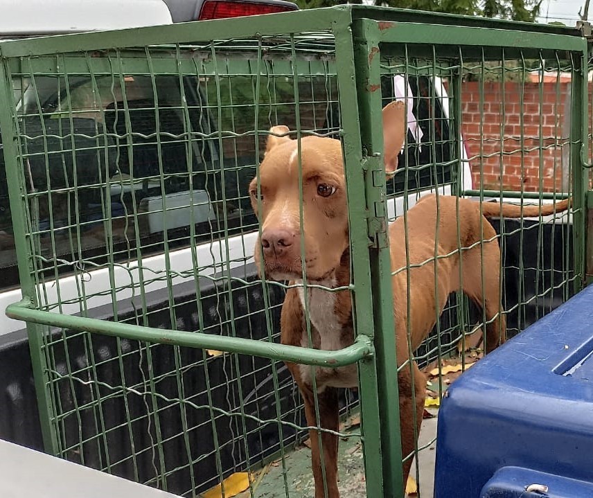 Com fome, cão mata outro para se alimentar em Maringá; tutor é preso em flagrante