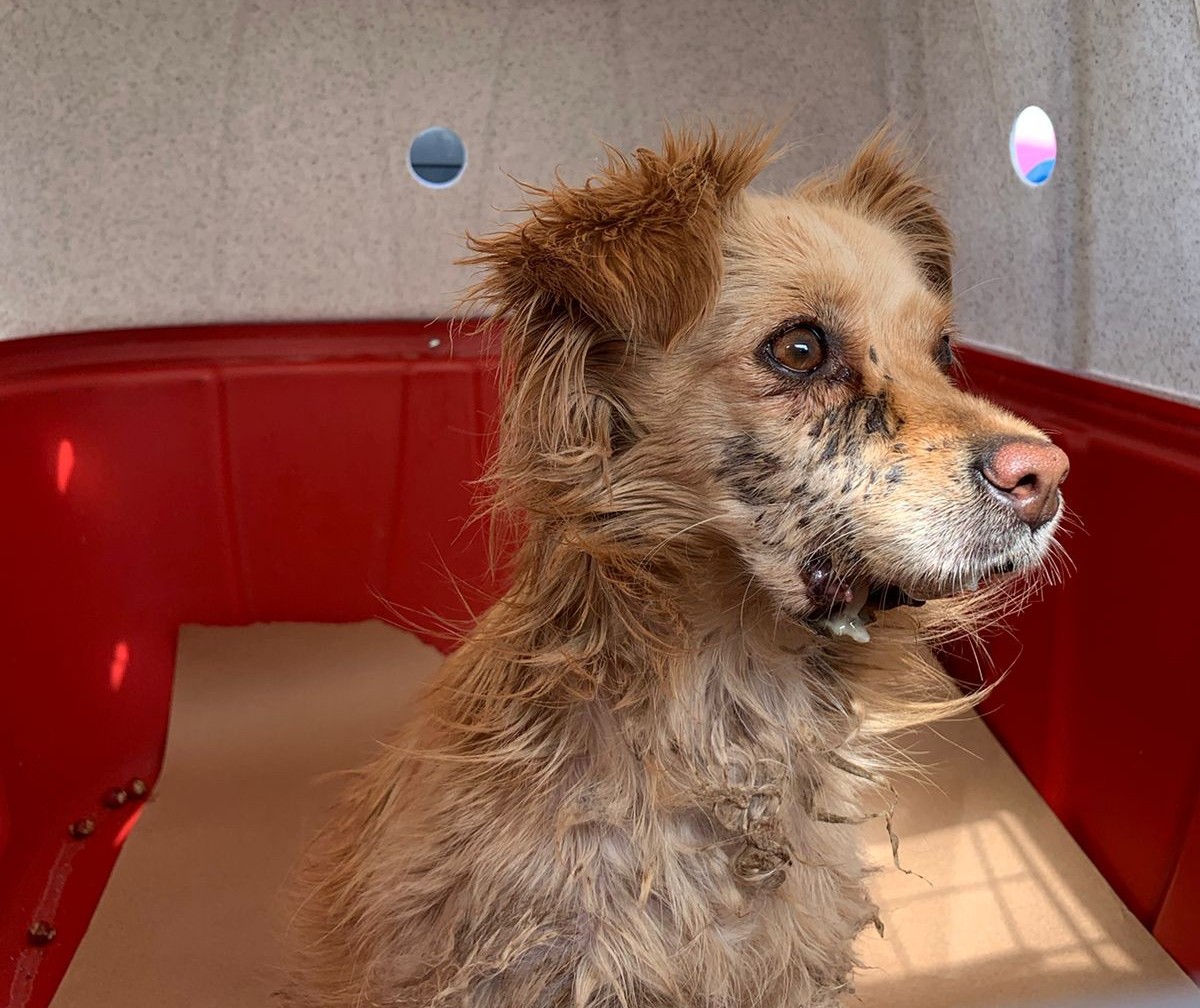 Cão é resgatado ferido no Conjunto Requião; multa é de R$ 4 mil