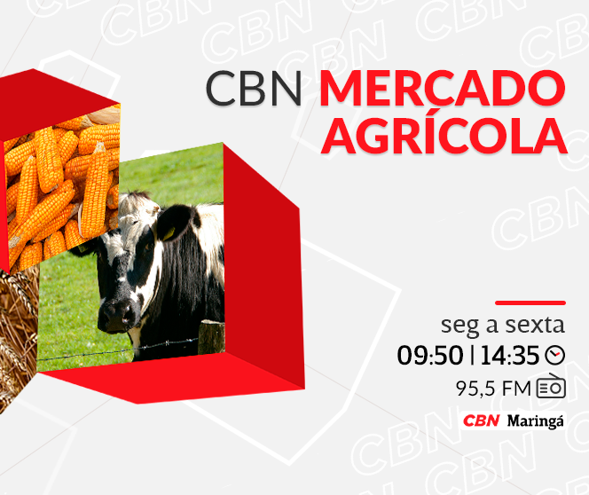 Soja cotada a R$ 117,00 a saca de 60 kg