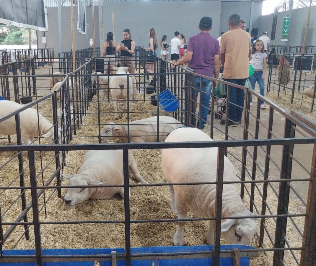 Pavilhão de ovinos atrai visitantes e é vitrine do melhoramento genético