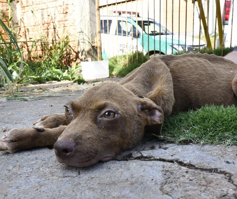 Agentes resgatam animais abandonados dentro de casa em Umuarama