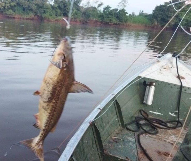 Polícia Ambiental devolve ao Rio Ivaí 150 peixes capturados irregularmente