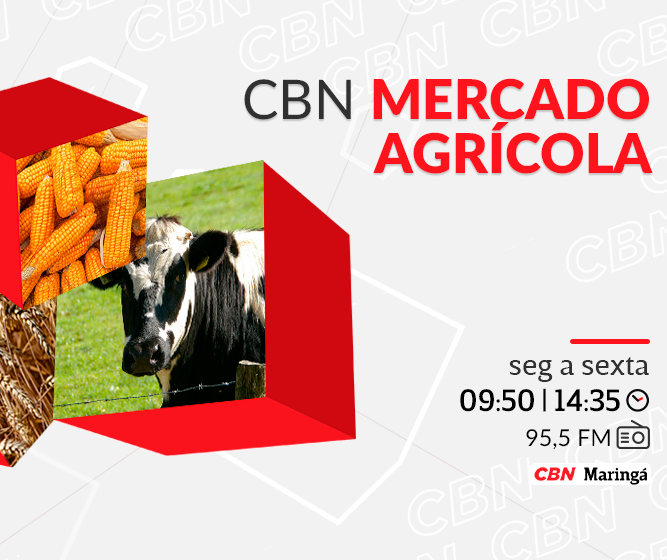 Vaca em pé tem cotação média de R$ 287,07
