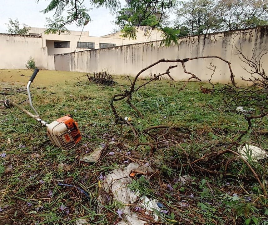 Trabalhador é atacado por abelhas na Zona 6, em Maringá