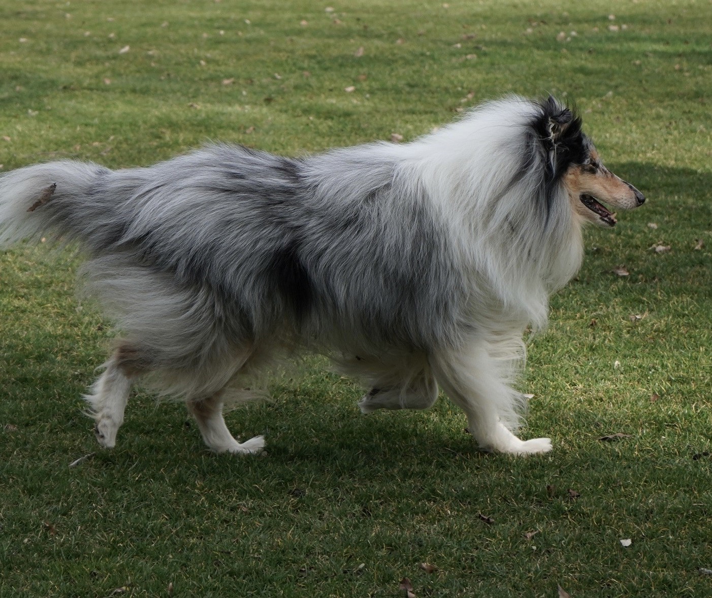 É mito que os cães de pelo longo precisam ser tosados para enfrentar o calor